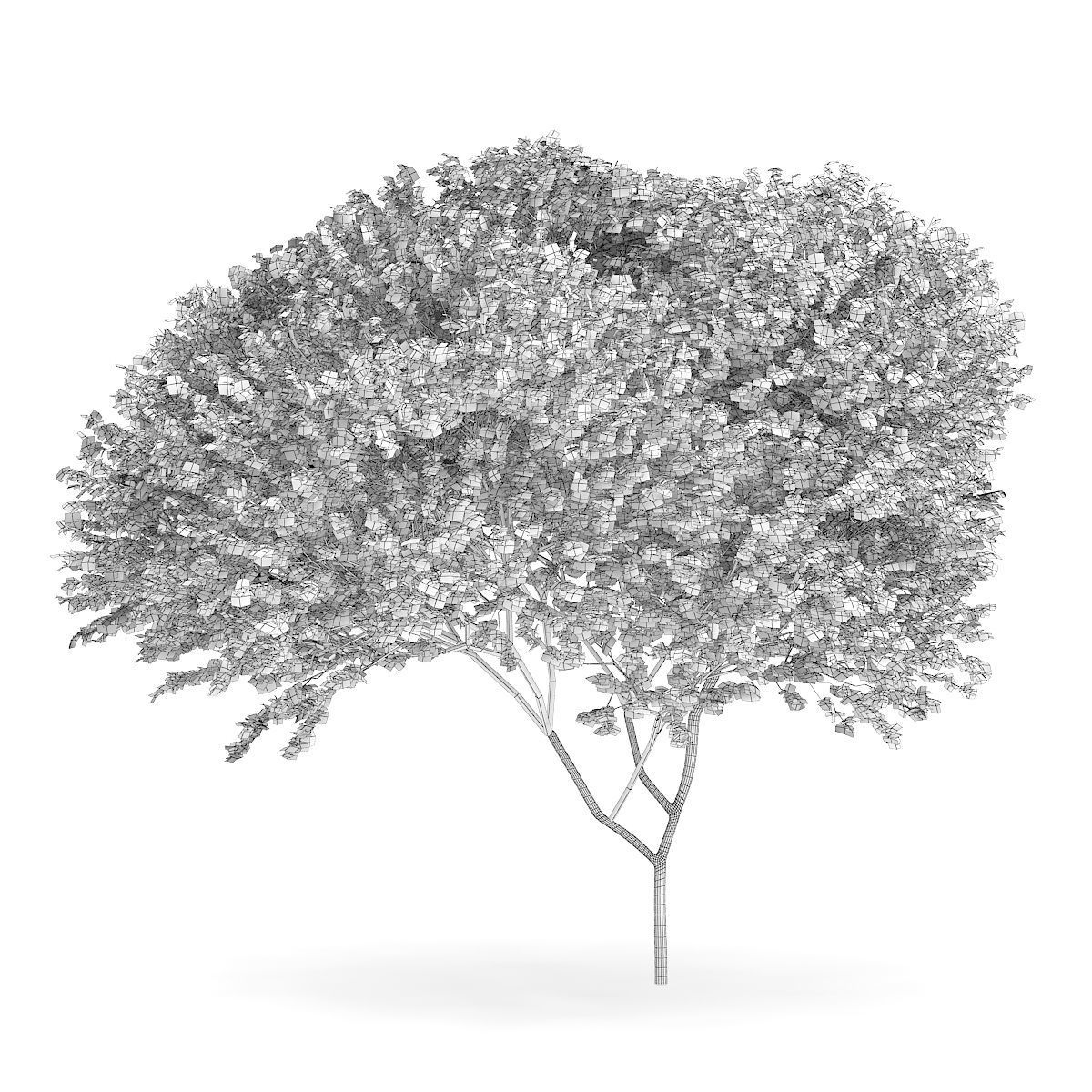 Sycamore Maple Acer pseudoplatanus L 14m 3D model_1