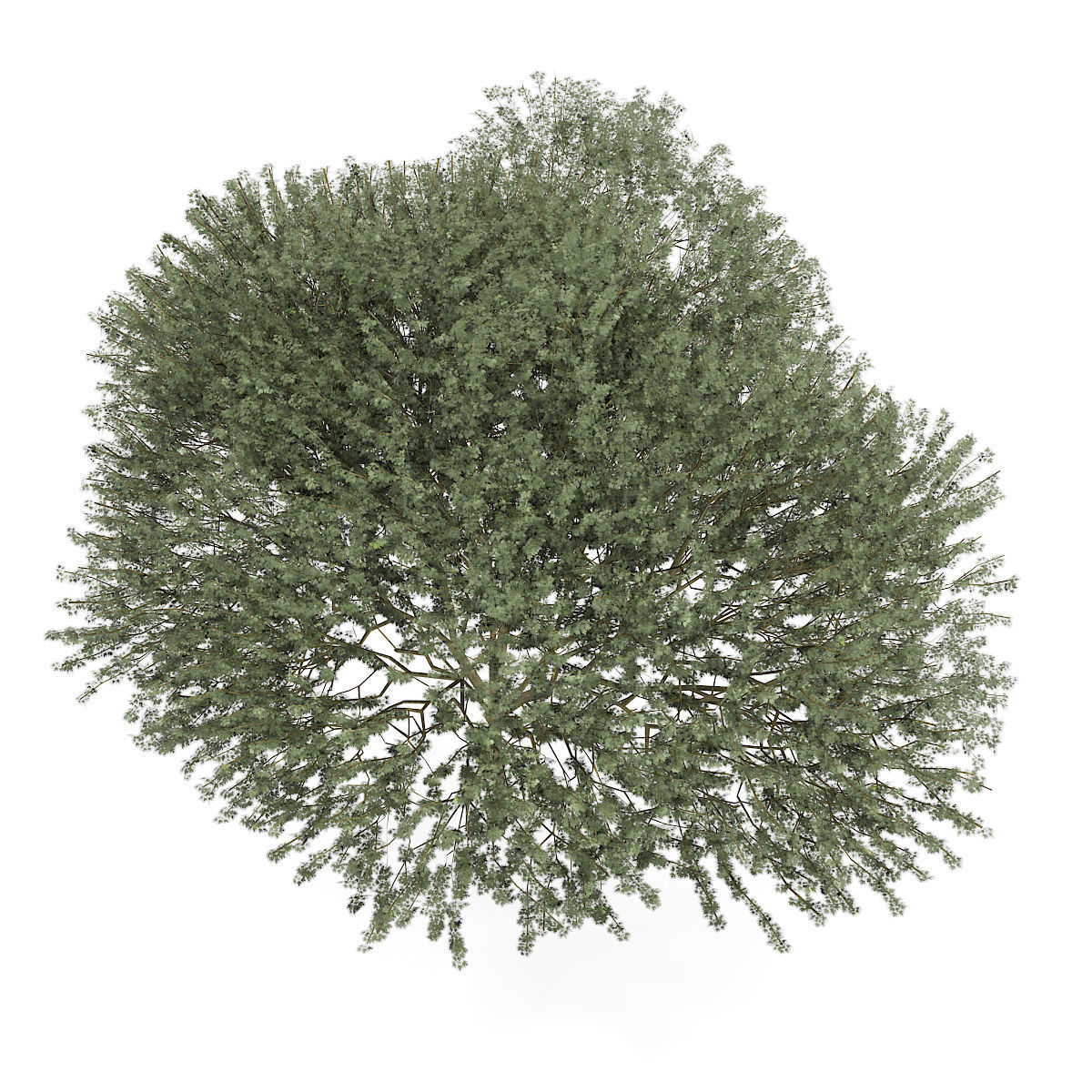 Sycamore Maple Acer pseudoplatanus L 14m 3D model_4