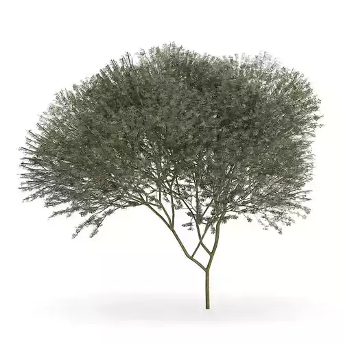 Sycamore Maple Acer pseudoplatanus L 14m 3D model
