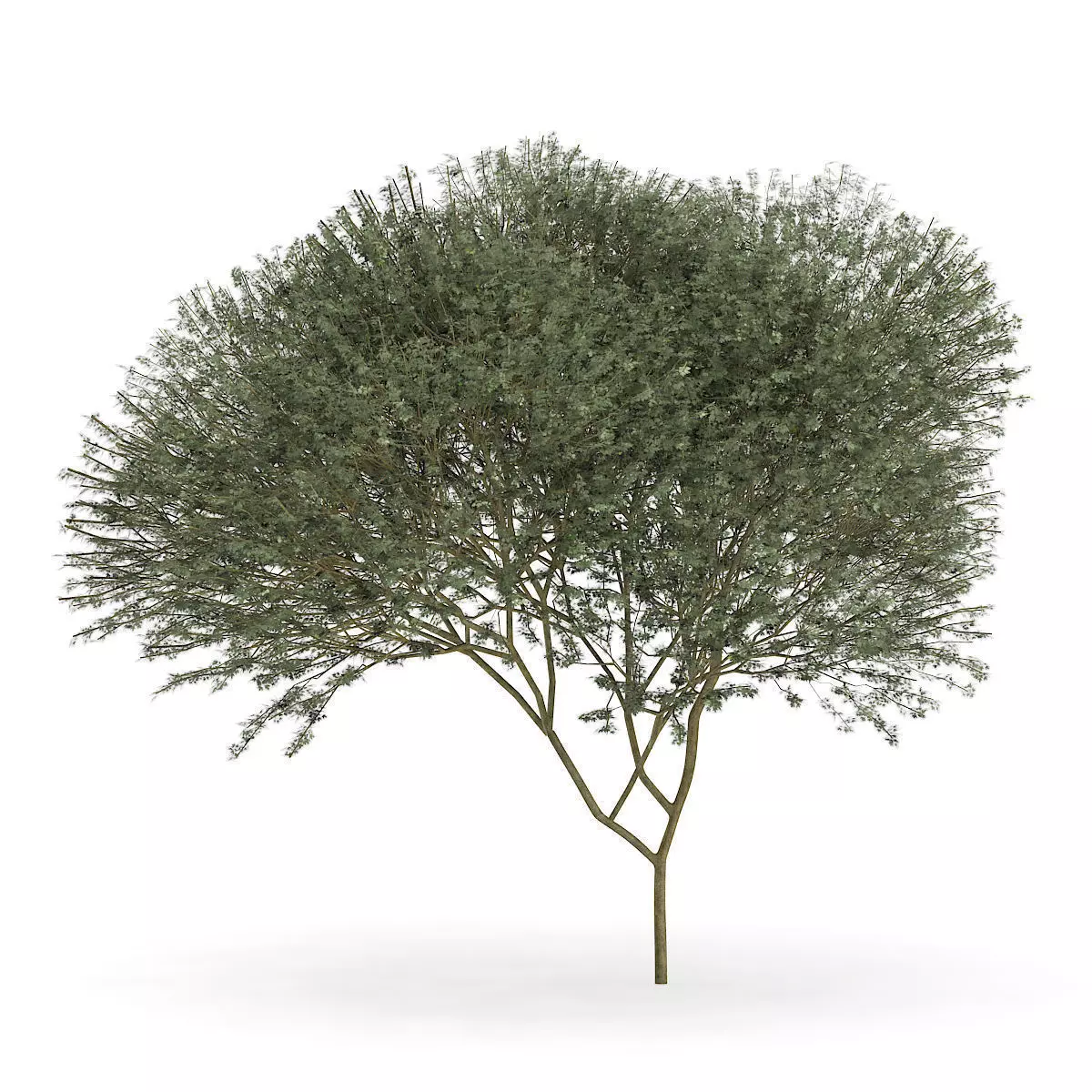 Sycamore Maple Acer pseudoplatanus L 14m 3D model_0