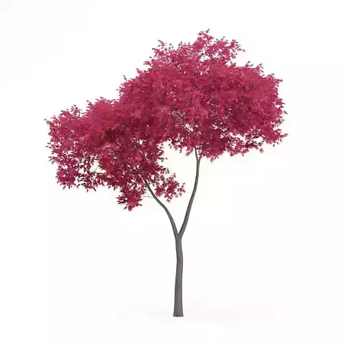 Palmate Maple Acer palmatum 5m