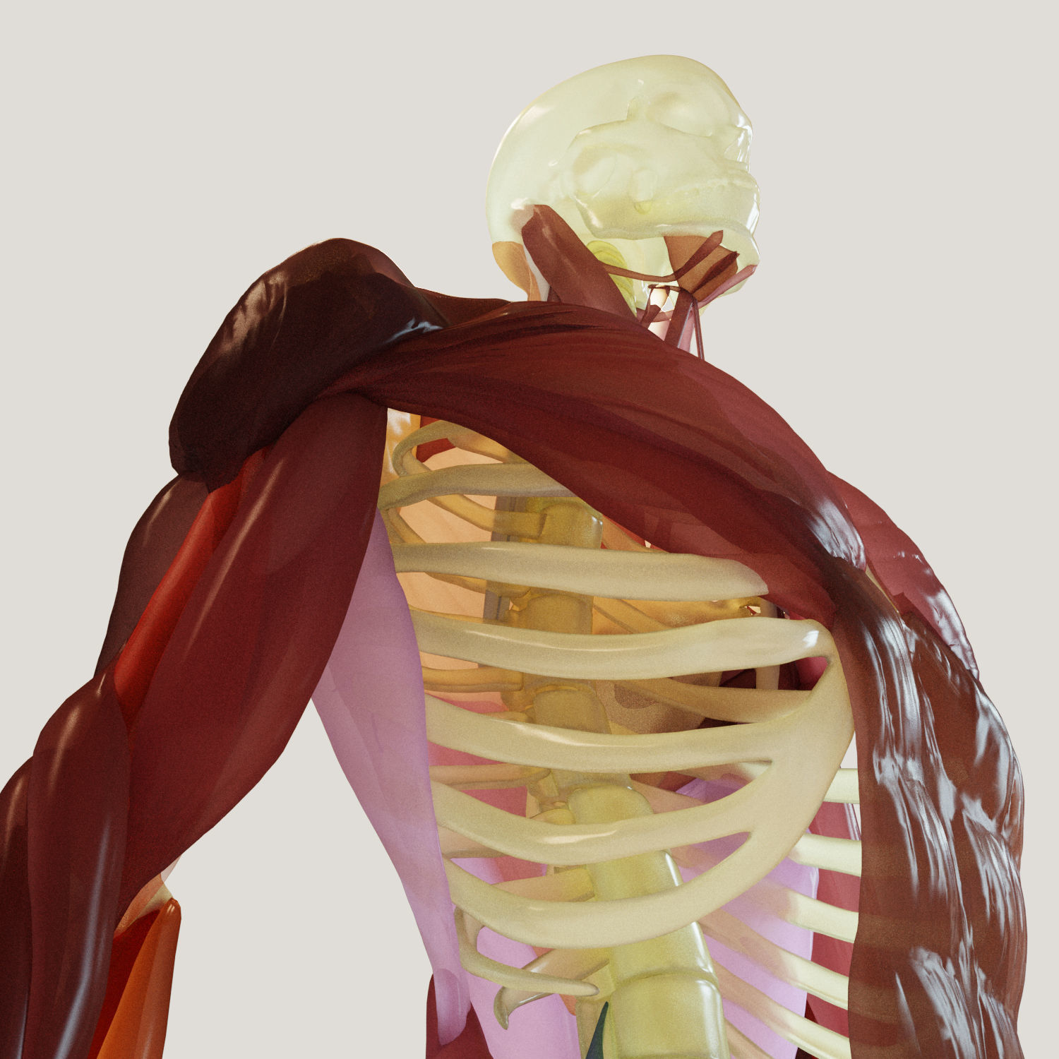 Muscles and skeleton 3D model_3