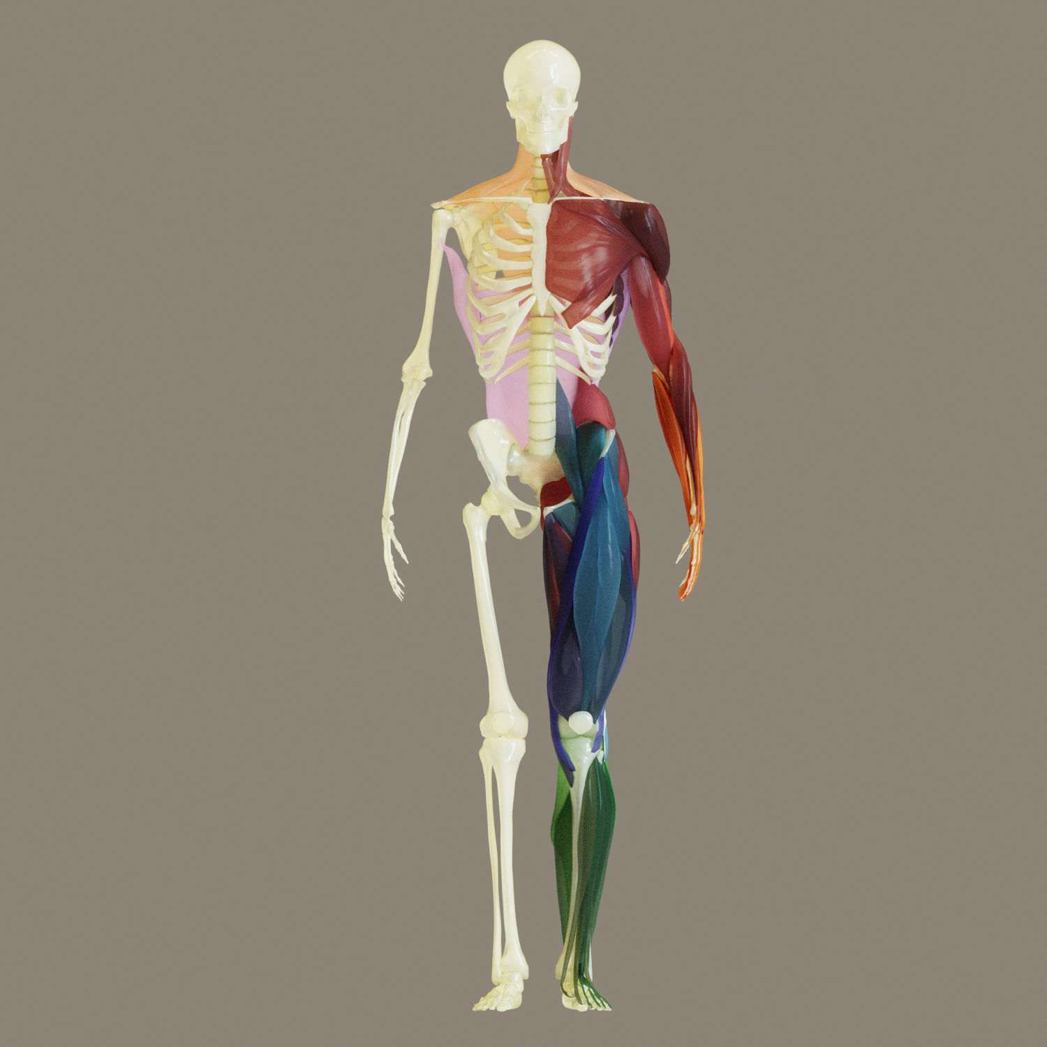 Muscles and skeleton 3D model_5