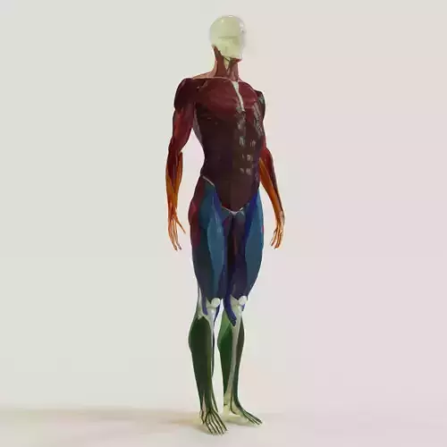 Muscles and skeleton 3D model