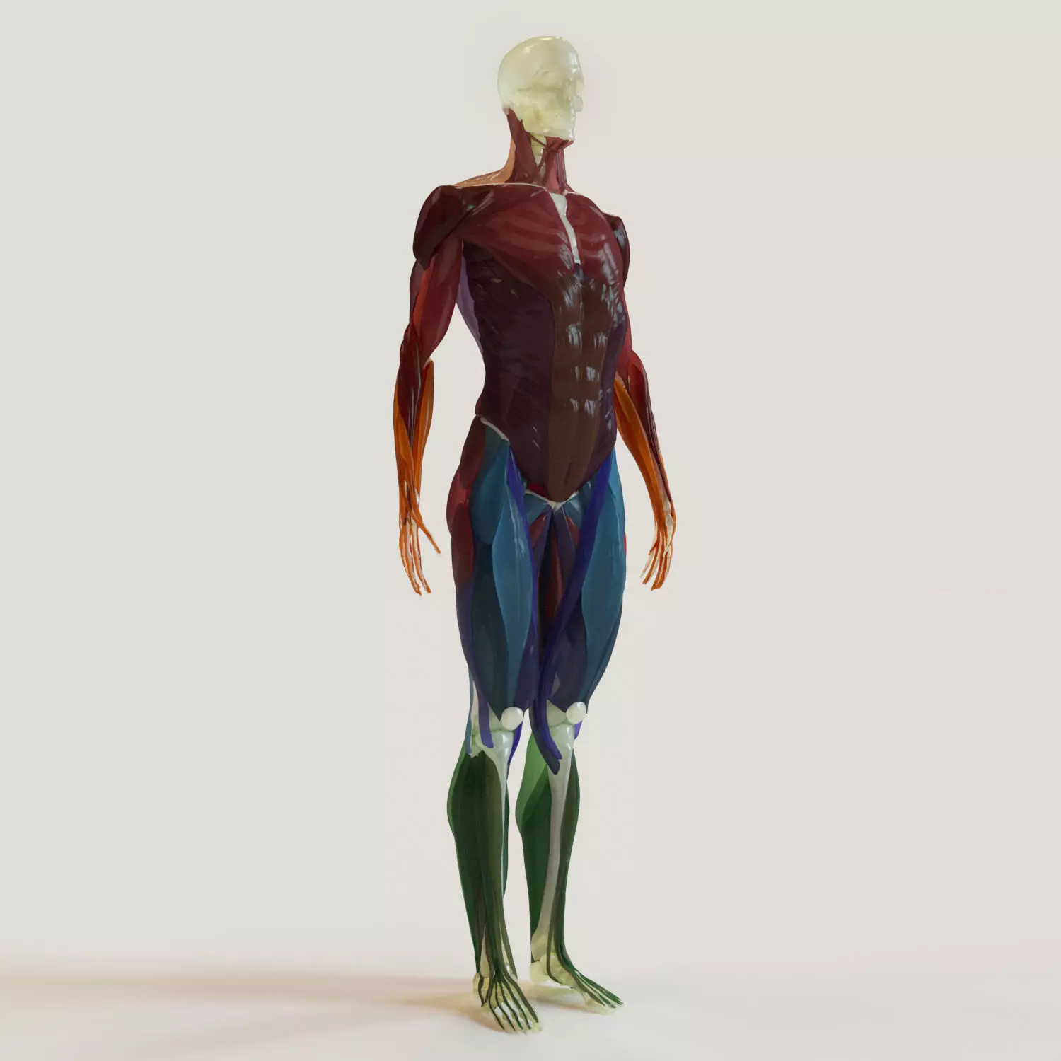 Muscles and skeleton 3D model_0