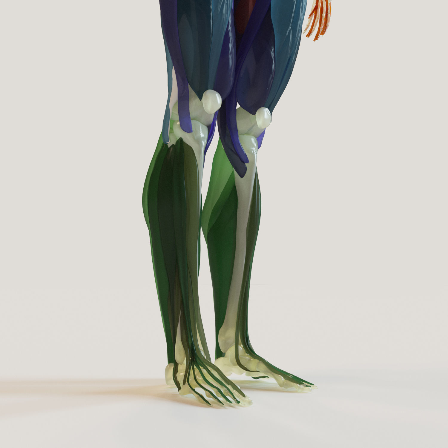 Muscles and skeleton 3D model_4