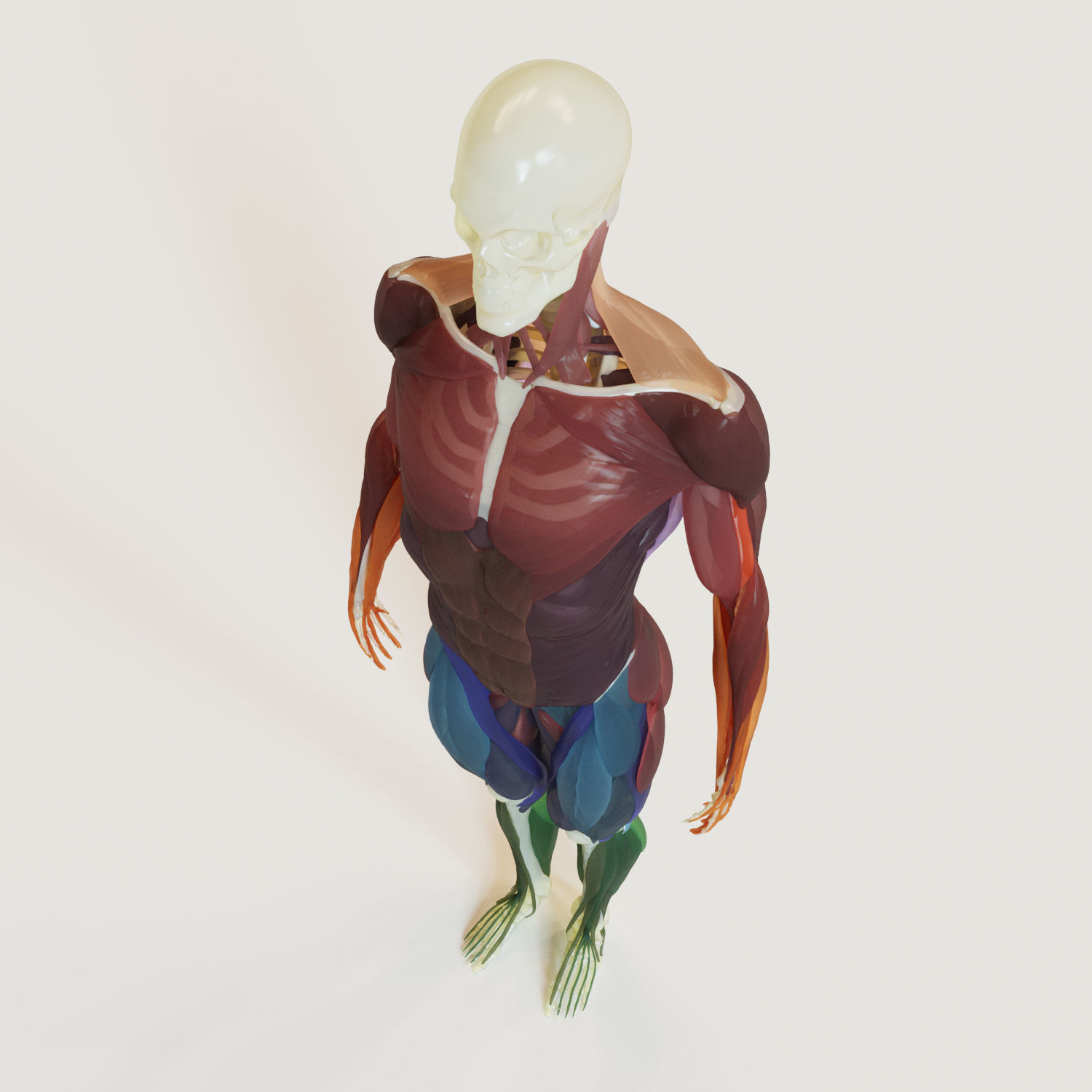 Muscles and skeleton 3D model_2