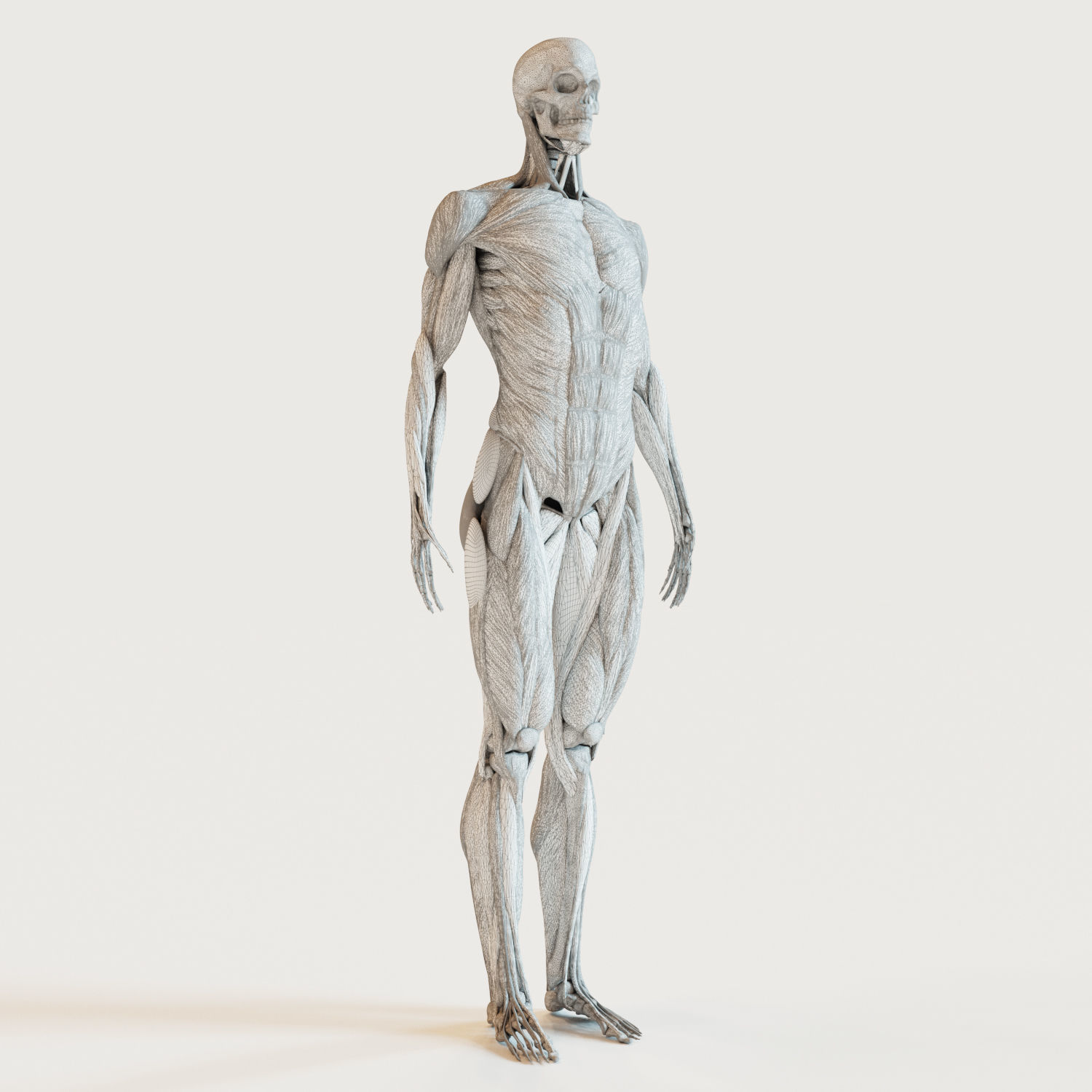 Muscles and skeleton 3D model_1