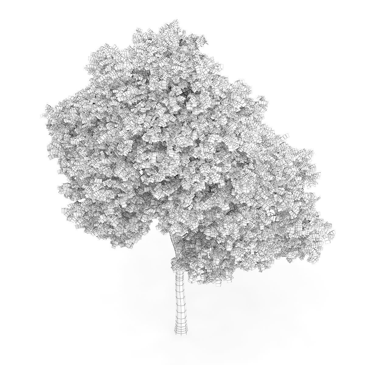 Palmate Maple Acer palmatum 9m 3D model_5