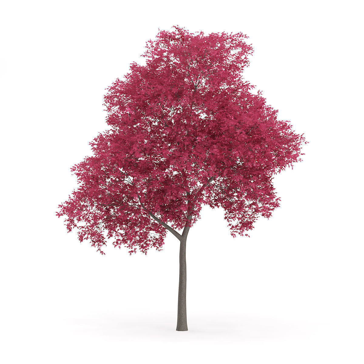 Palmate Maple Acer palmatum 9m 3D model_2