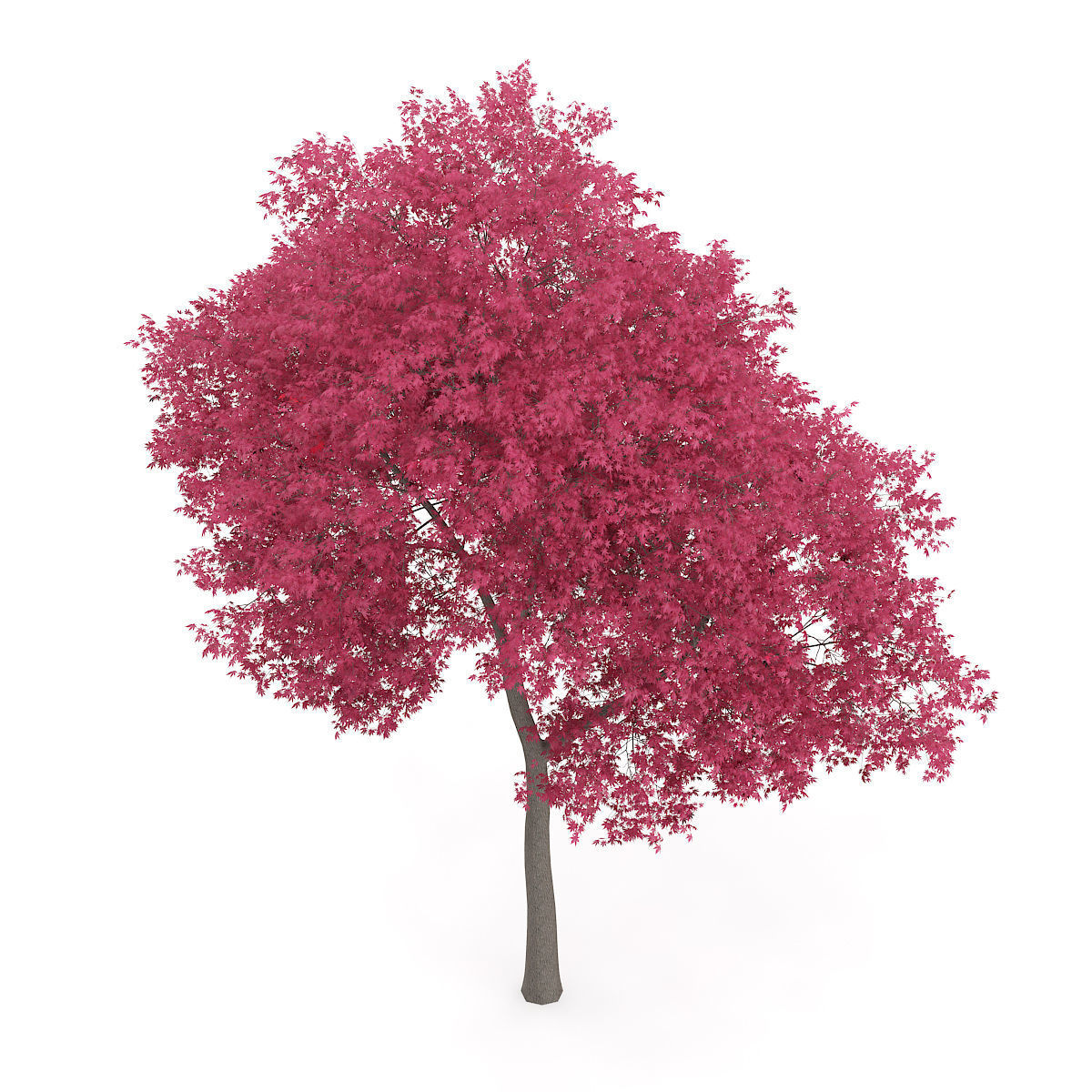 Palmate Maple Acer palmatum 9m 3D model_4