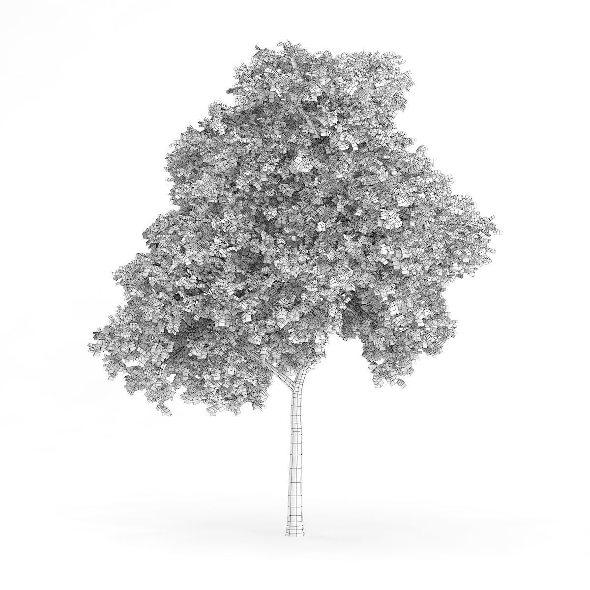 Palmate Maple Acer palmatum 9m 3D model_3