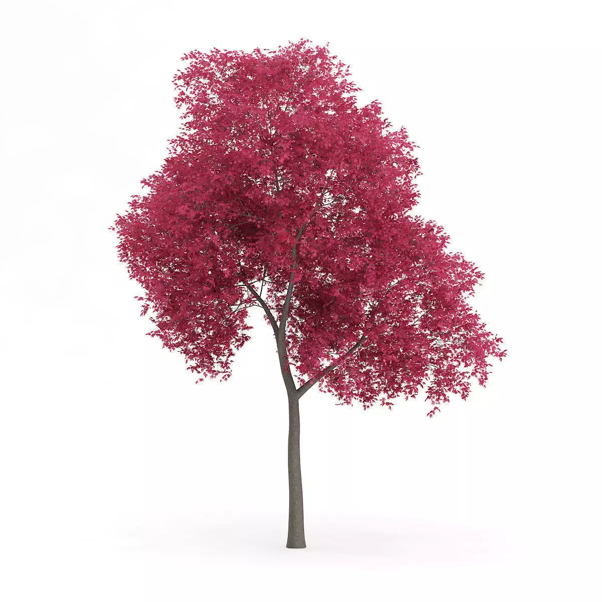 Palmate Maple Acer palmatum 9m 3D model_0