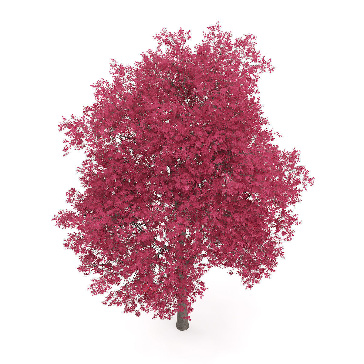 Palmate Maple Acer palmatum 10m 3D model_2