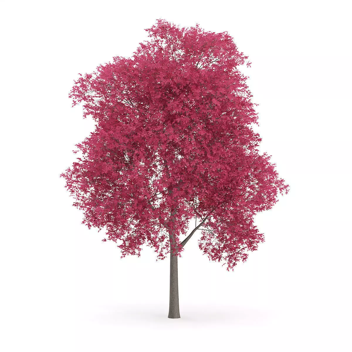 Palmate Maple Acer palmatum 10m 3D model_0