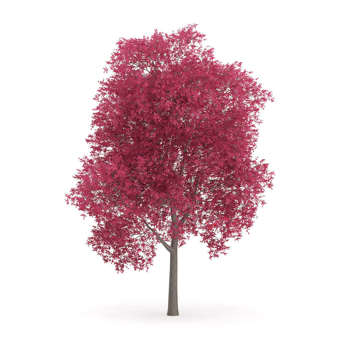 Palmate Maple Acer palmatum 10m 3D model_4