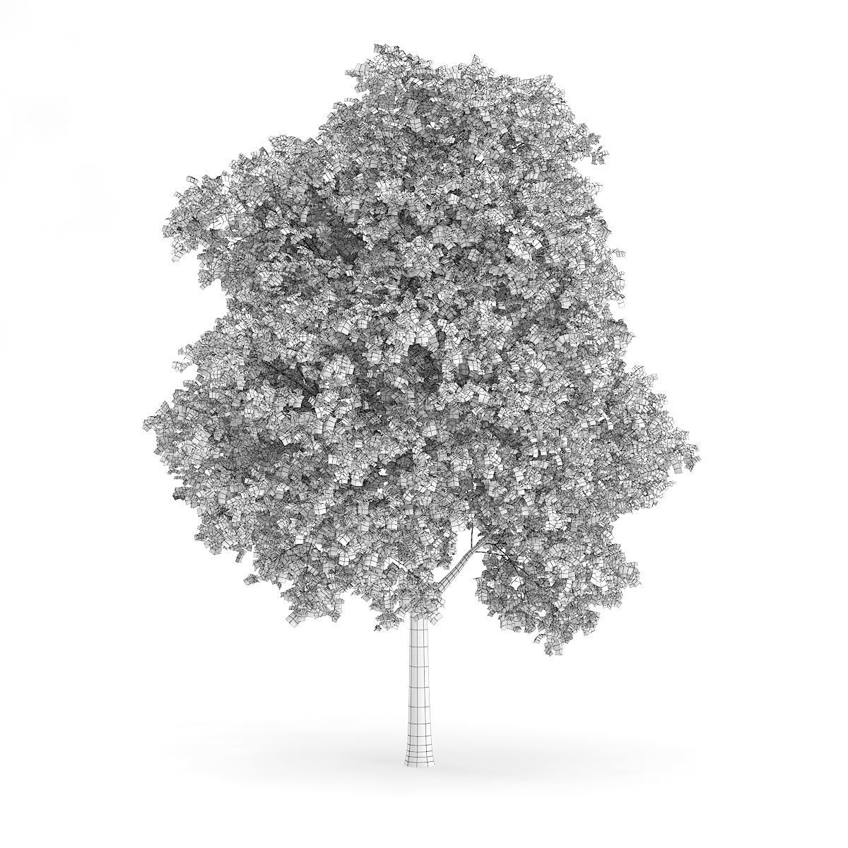 Palmate Maple Acer palmatum 10m 3D model_1