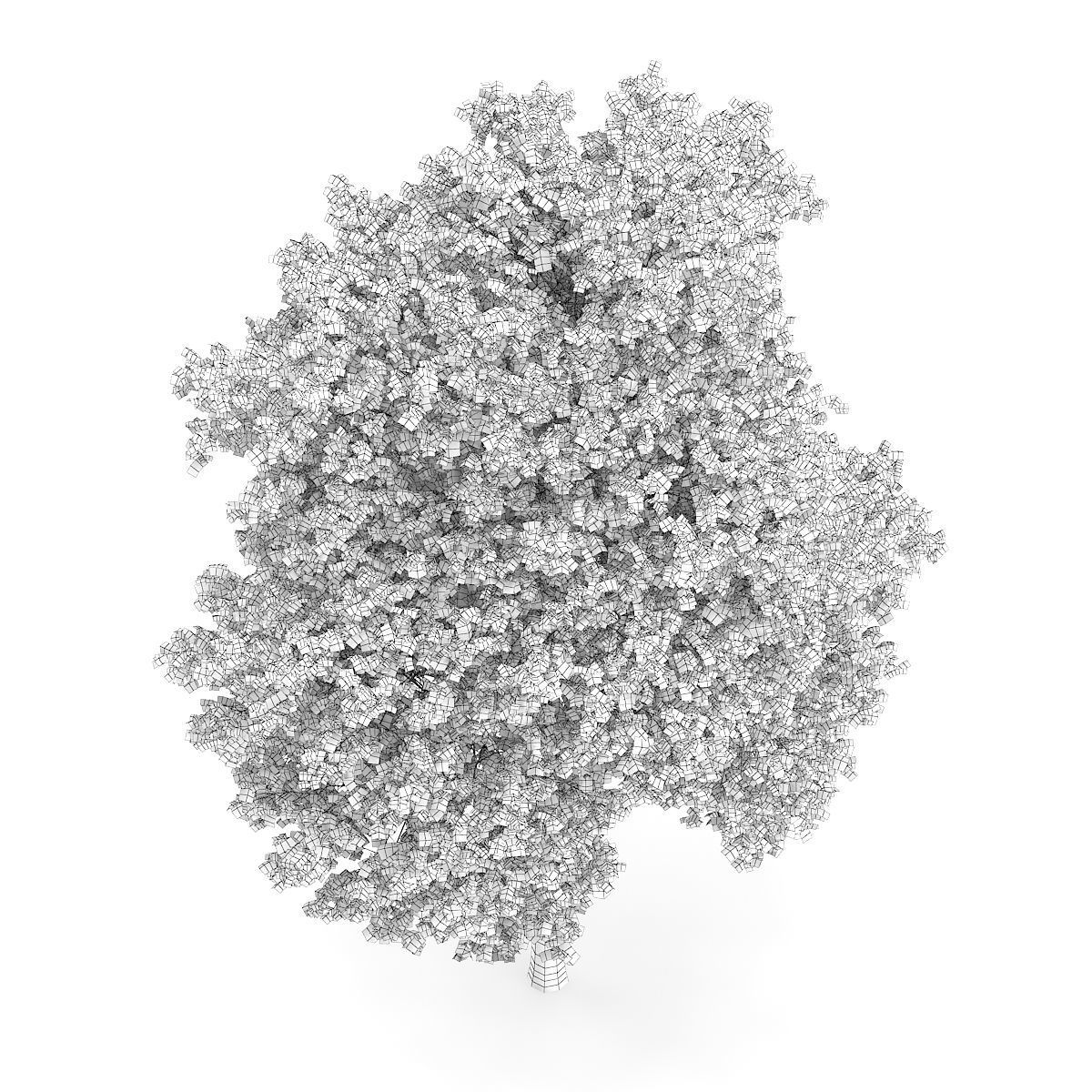 Palmate Maple Acer palmatum 10m 3D model_3