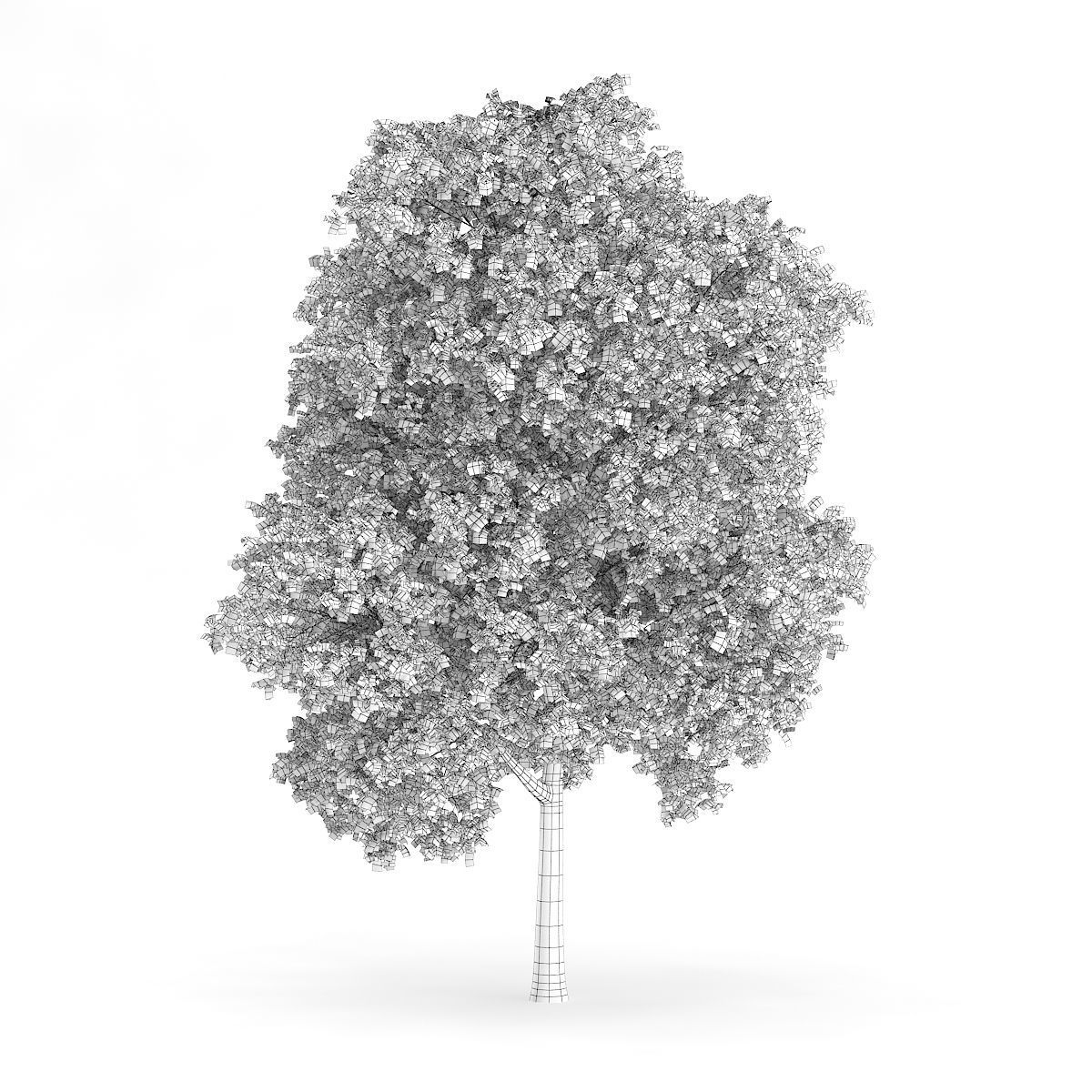 Palmate Maple Acer palmatum 10m 3D model_5