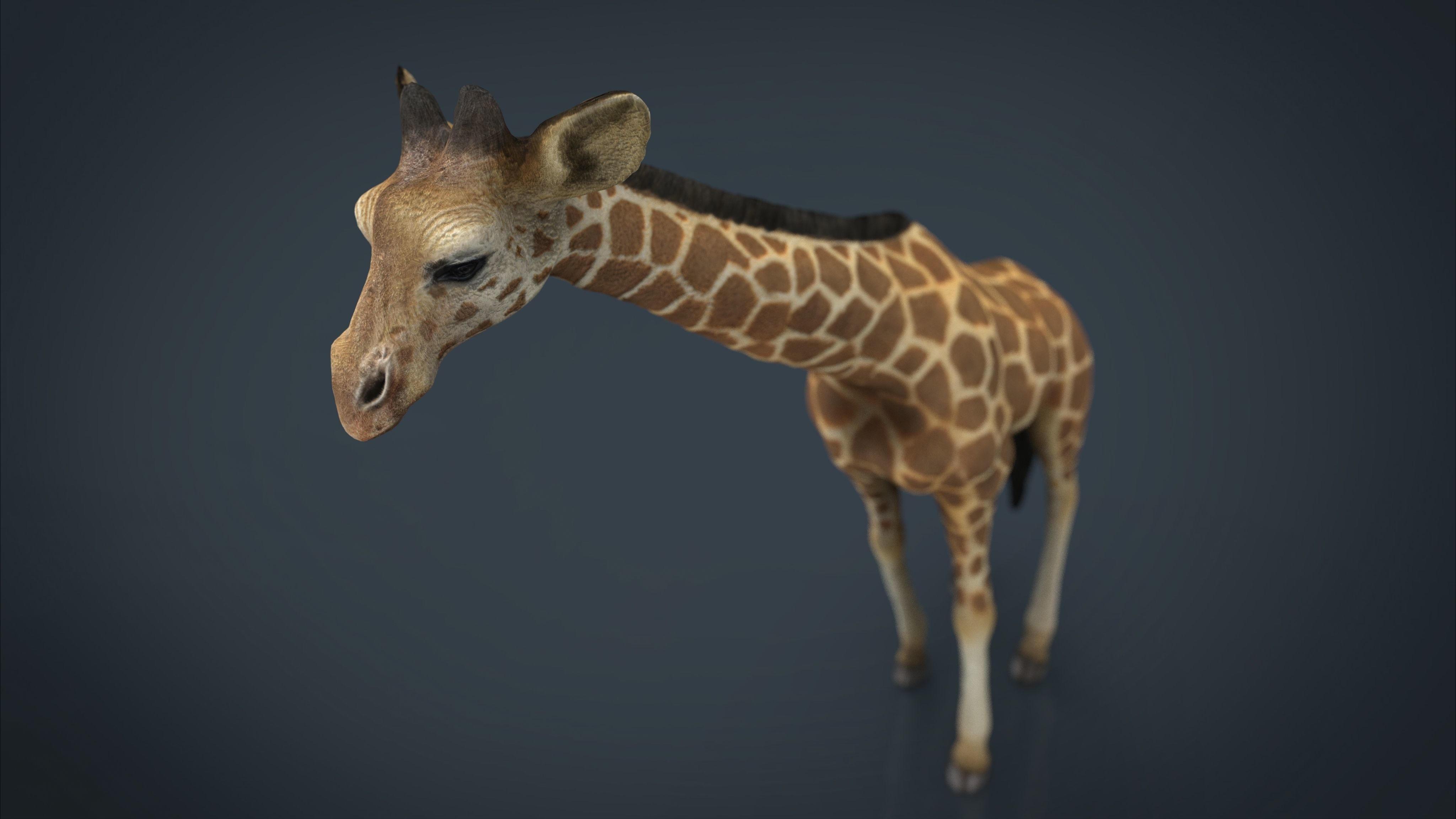 Giraffe Low-poly 3D model_16