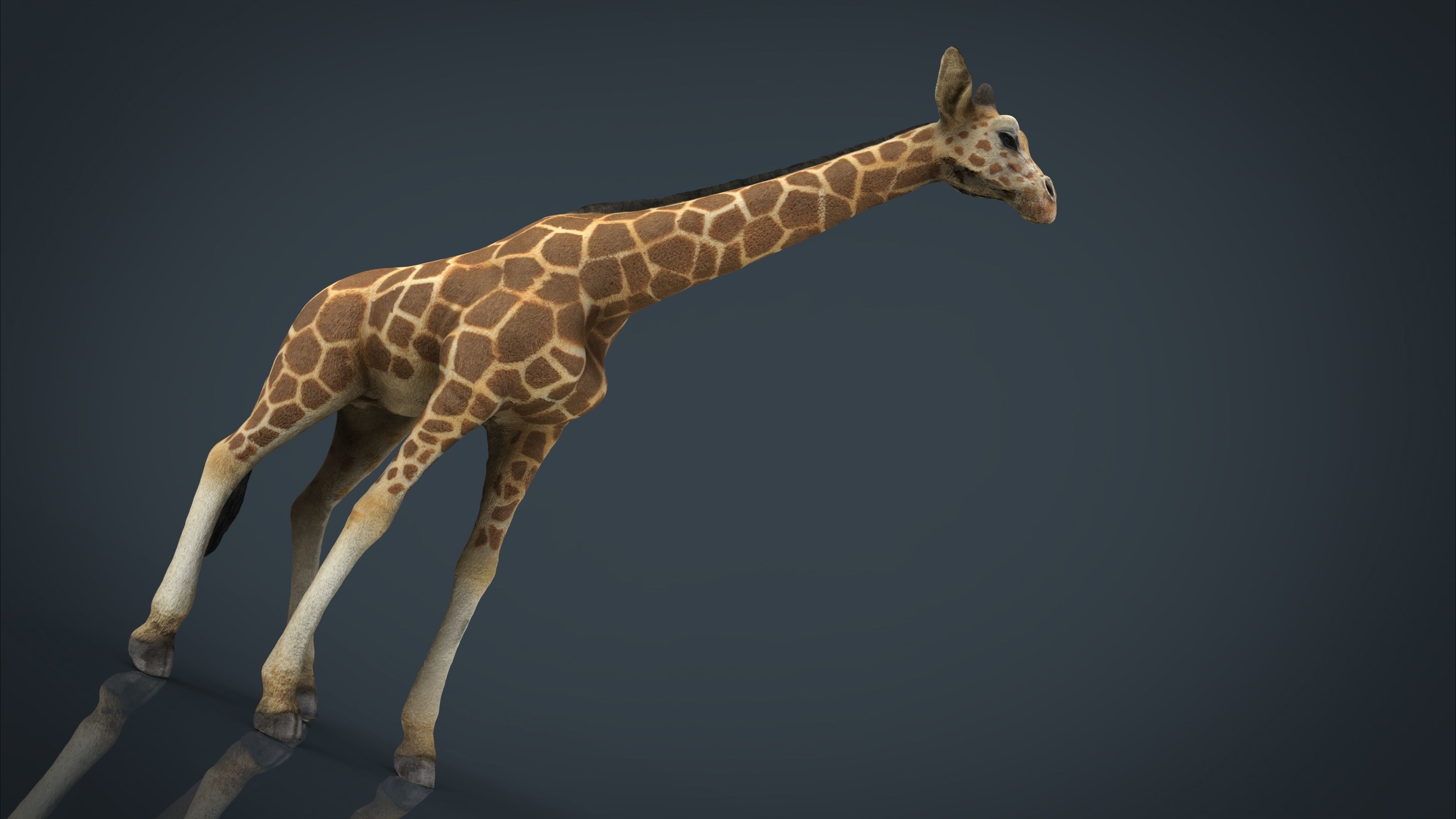 Giraffe Low-poly 3D model_17
