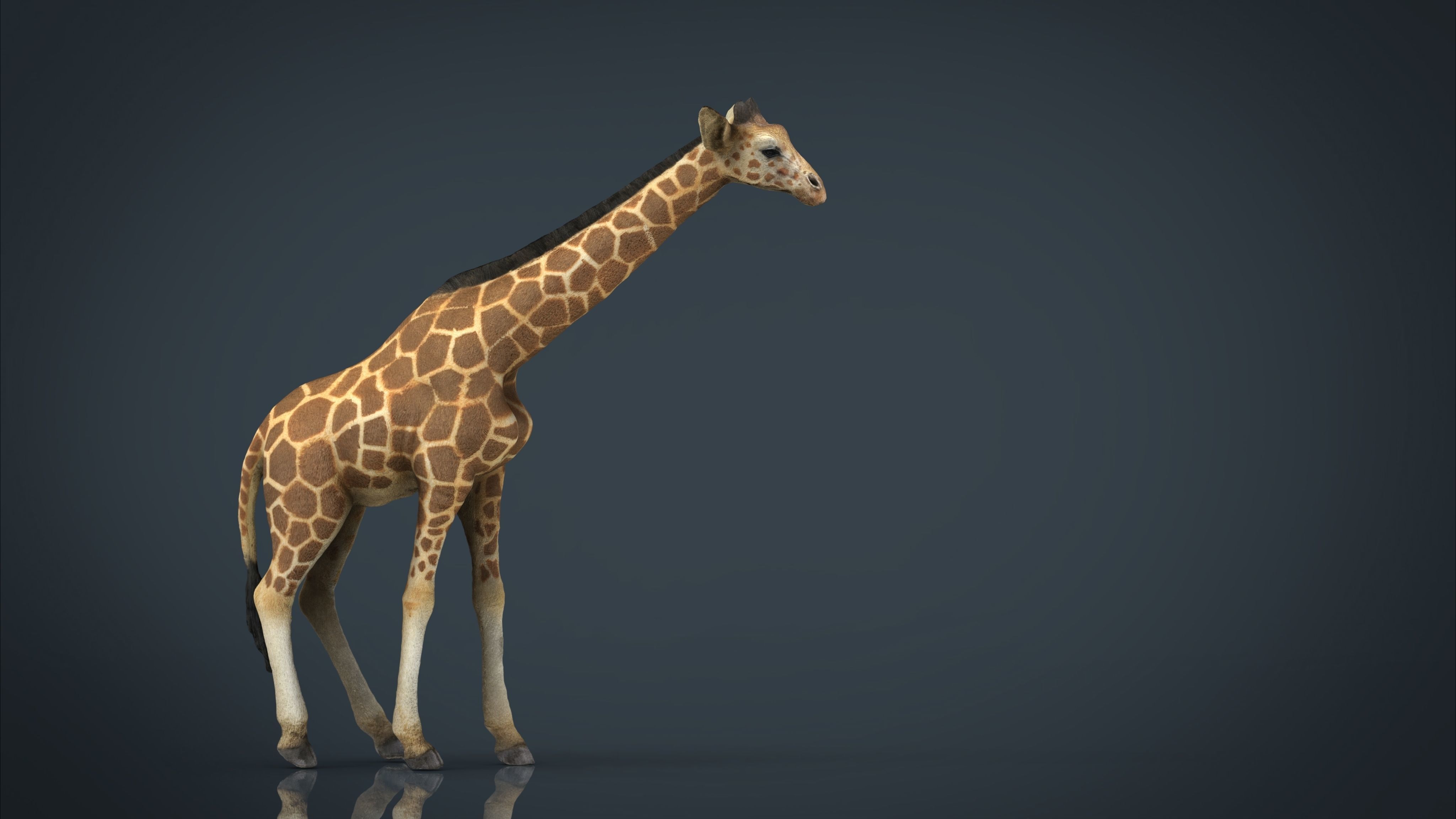 Giraffe Low-poly 3D model_19