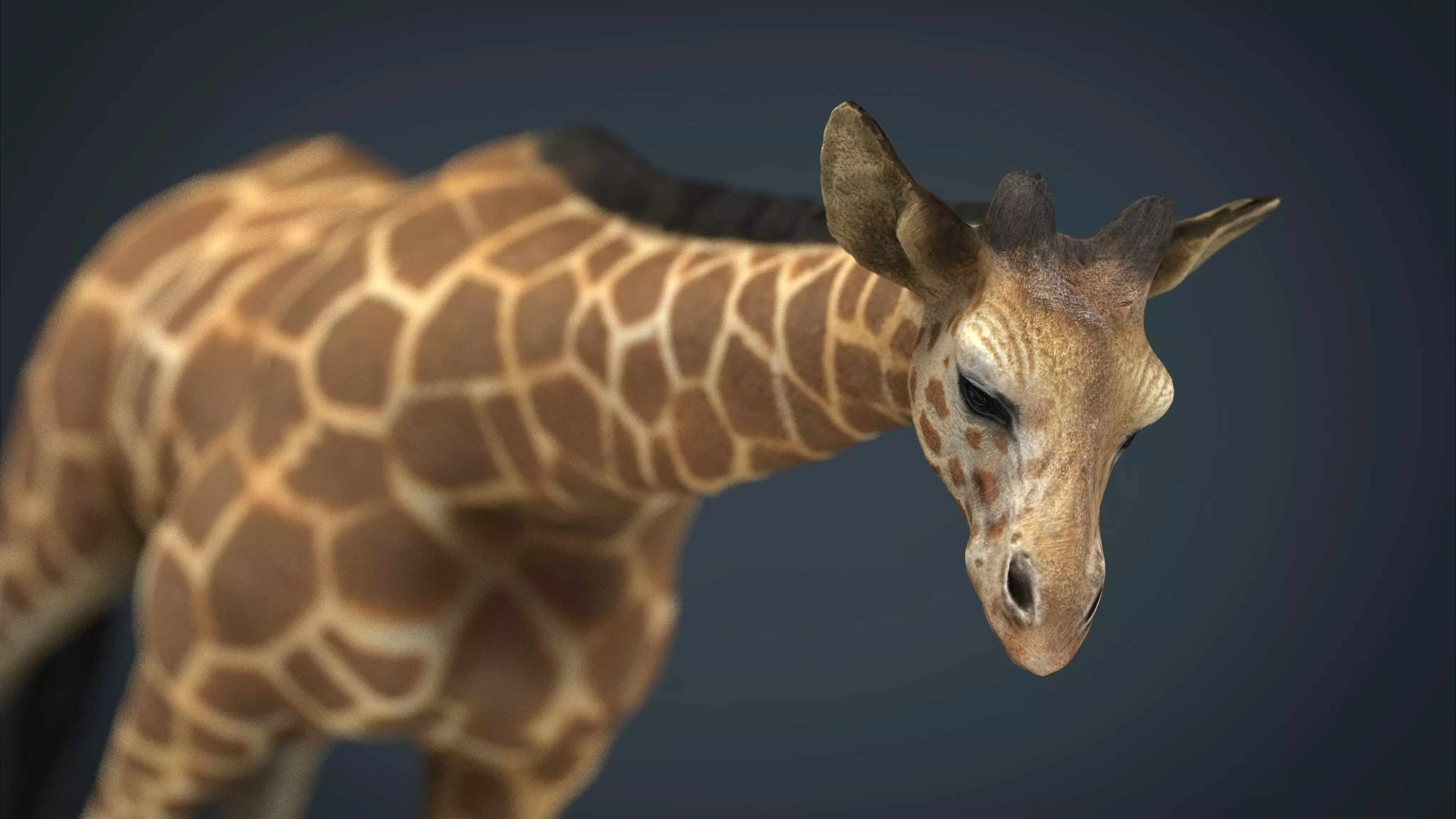 Giraffe Low-poly 3D model_0