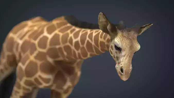 Giraffe Low-poly 3D model