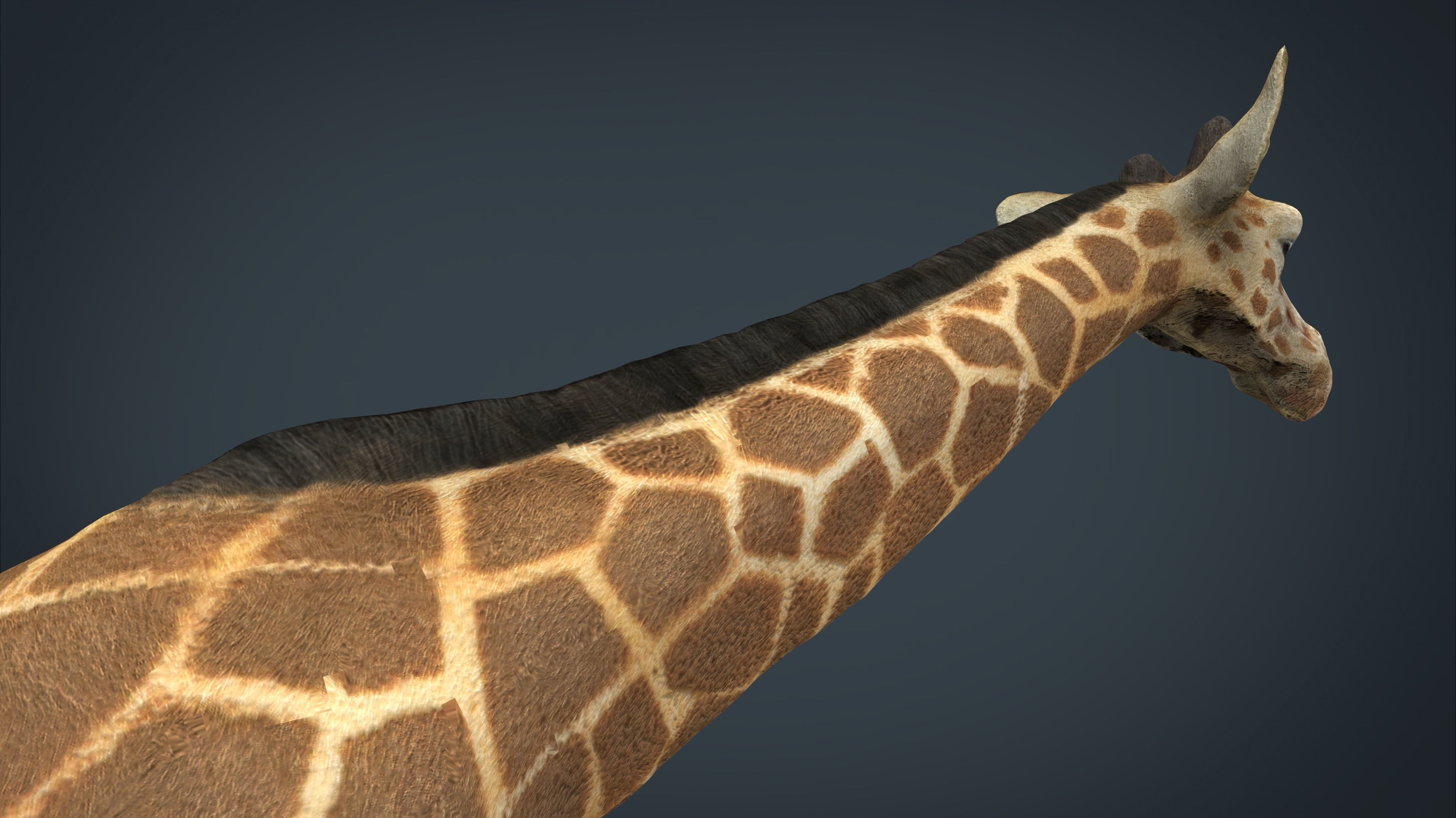 Giraffe Low-poly 3D model_18