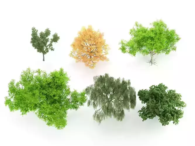 Tree Collection