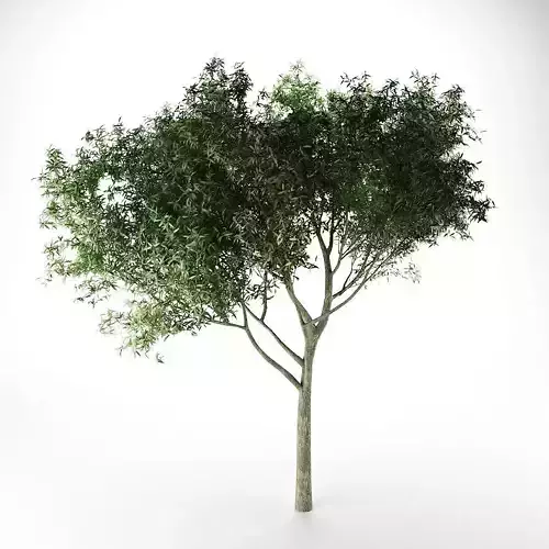 Green Tree