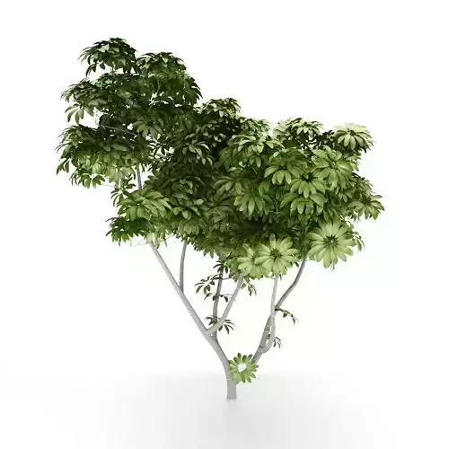 Tropical Green Tree Plumeria