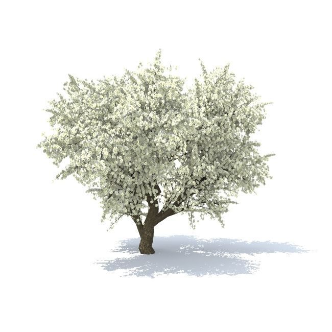 Old Apple tree 3D model_1
