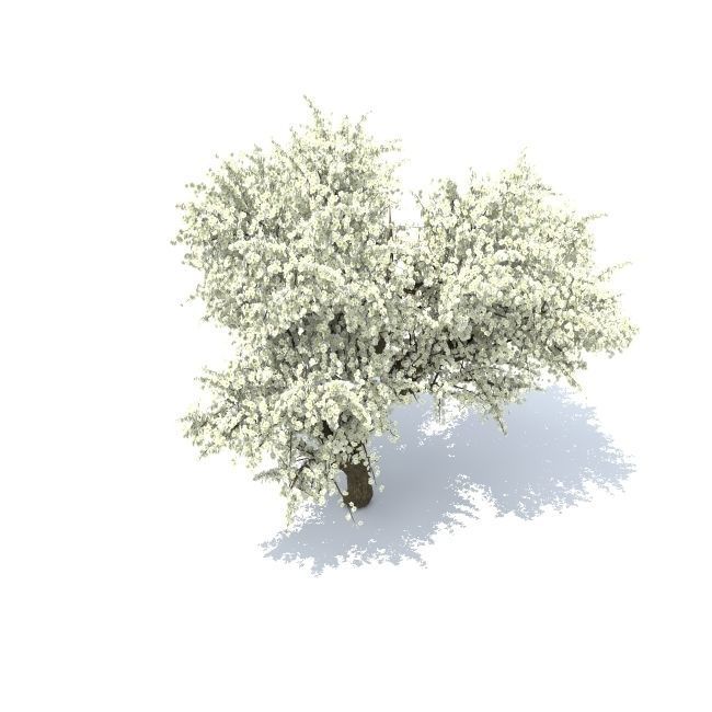 Old Apple tree 3D model_2