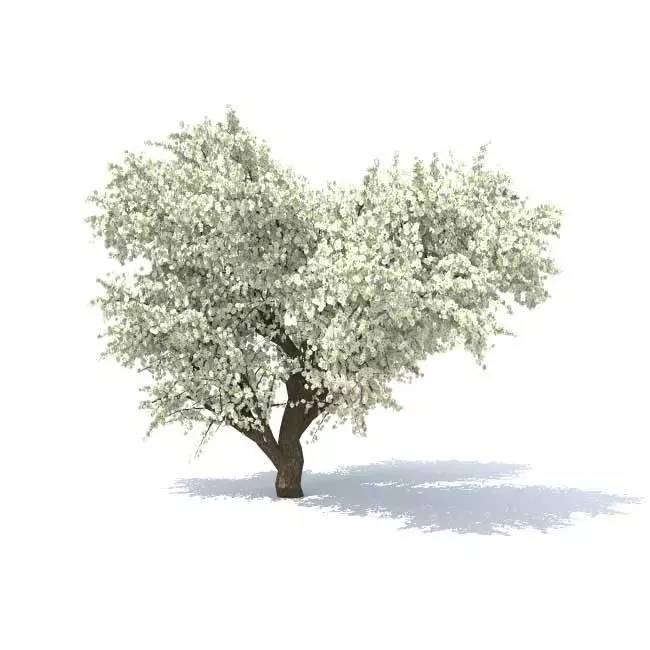 Old Apple tree 3D model_0