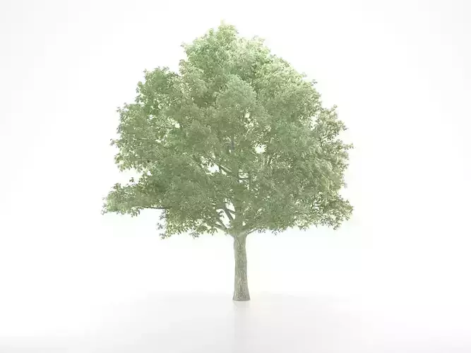 Oak Tree