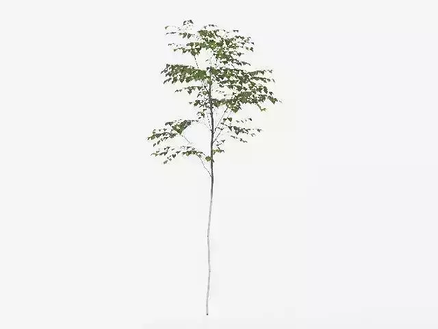 Young Canoe Birch Tree