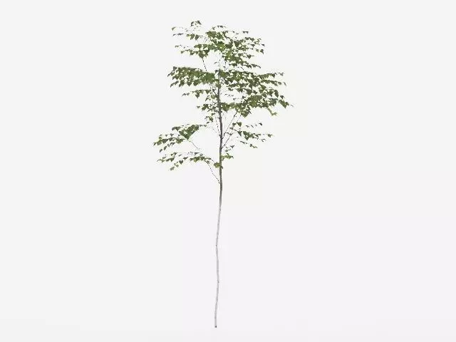Young Canoe Birch Tree 3D model