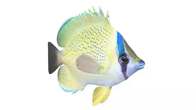 Speckled Butterfly fish