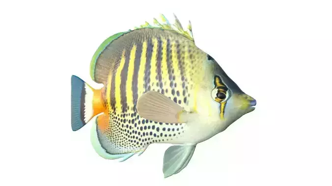 Spot Band Butterfly fish