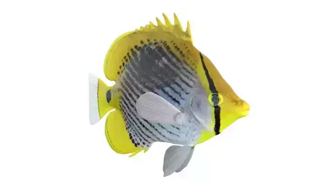Spot Tail Butterfly fish
