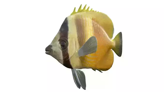 Sun Burst Kleins Butterfly fish
