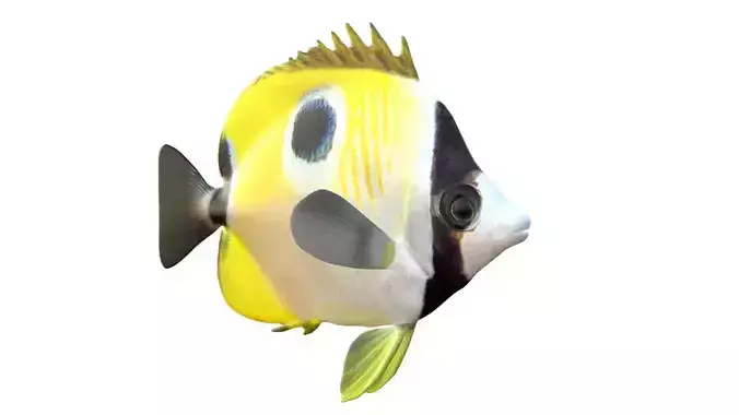 Teardrop Butterfly fish