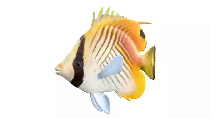 Threadfin Auriga  Butterfly fish
