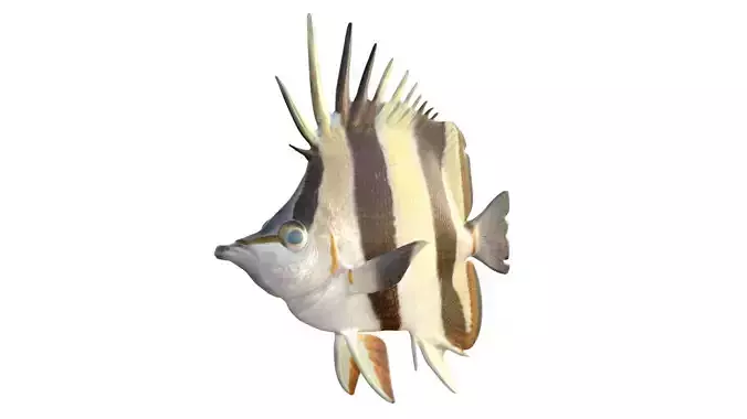 Twin Butterfly fish