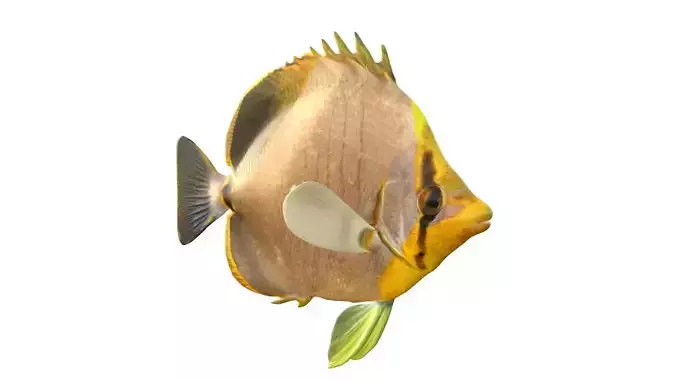 Yeallow Head Butterfly fish