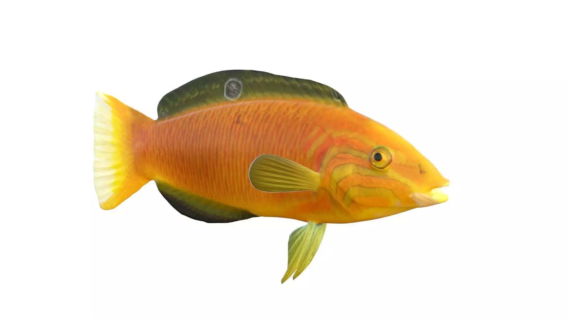 Canary Wrasse fish Low-poly 3D model