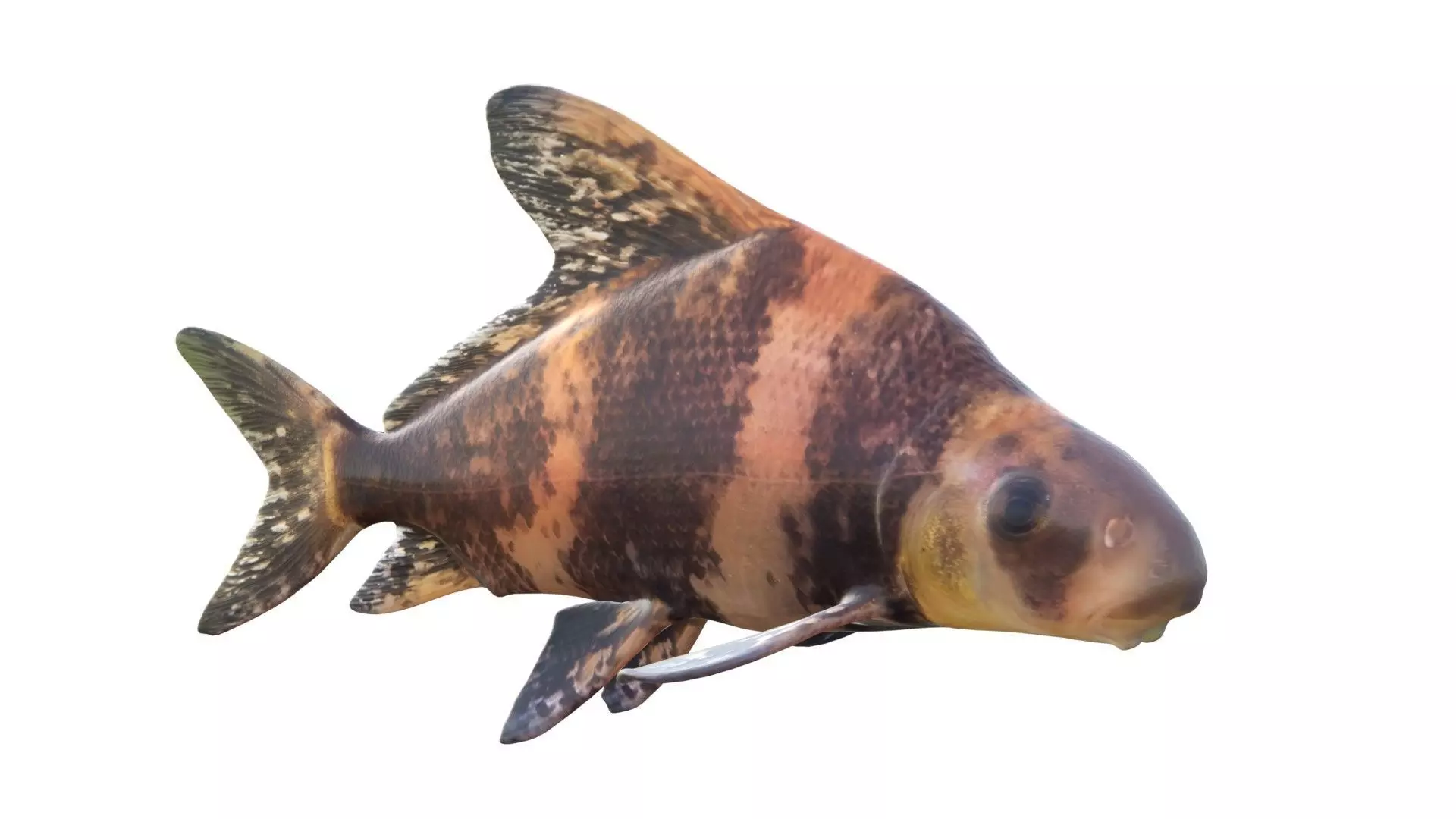 Chinese Hi Fin Banded Shark Low-poly 3D model