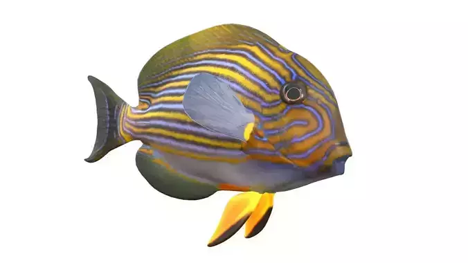 Clown Tang fish