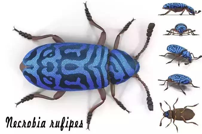 Necrobia rufipes 3D model